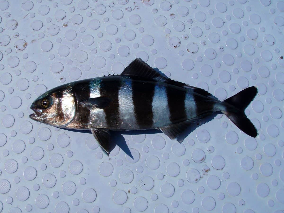 Fish sample of “Pilot fish” on the deck